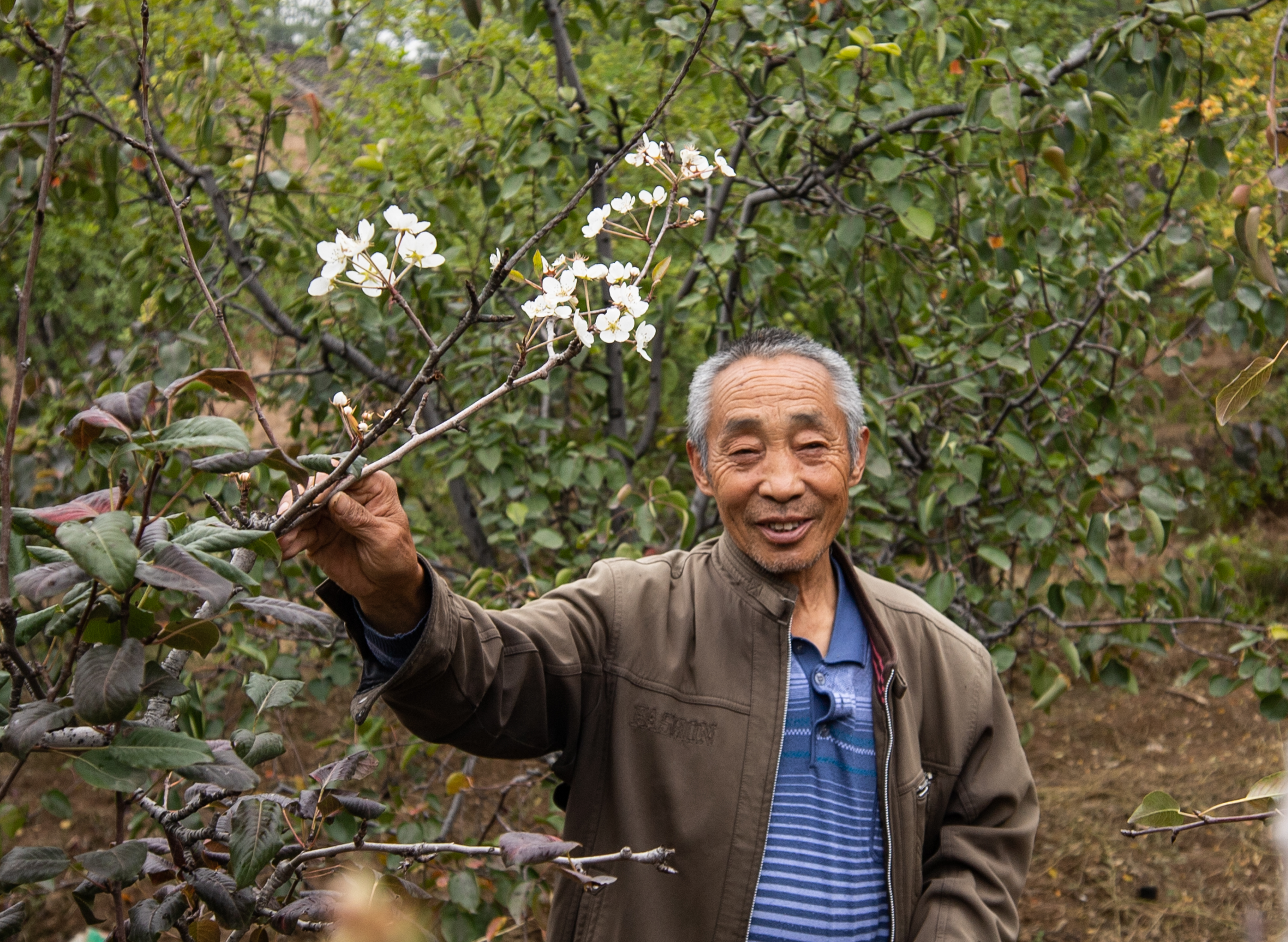 山西果农马大叔家的稀罕事,快冬天了他家梨树却开了花