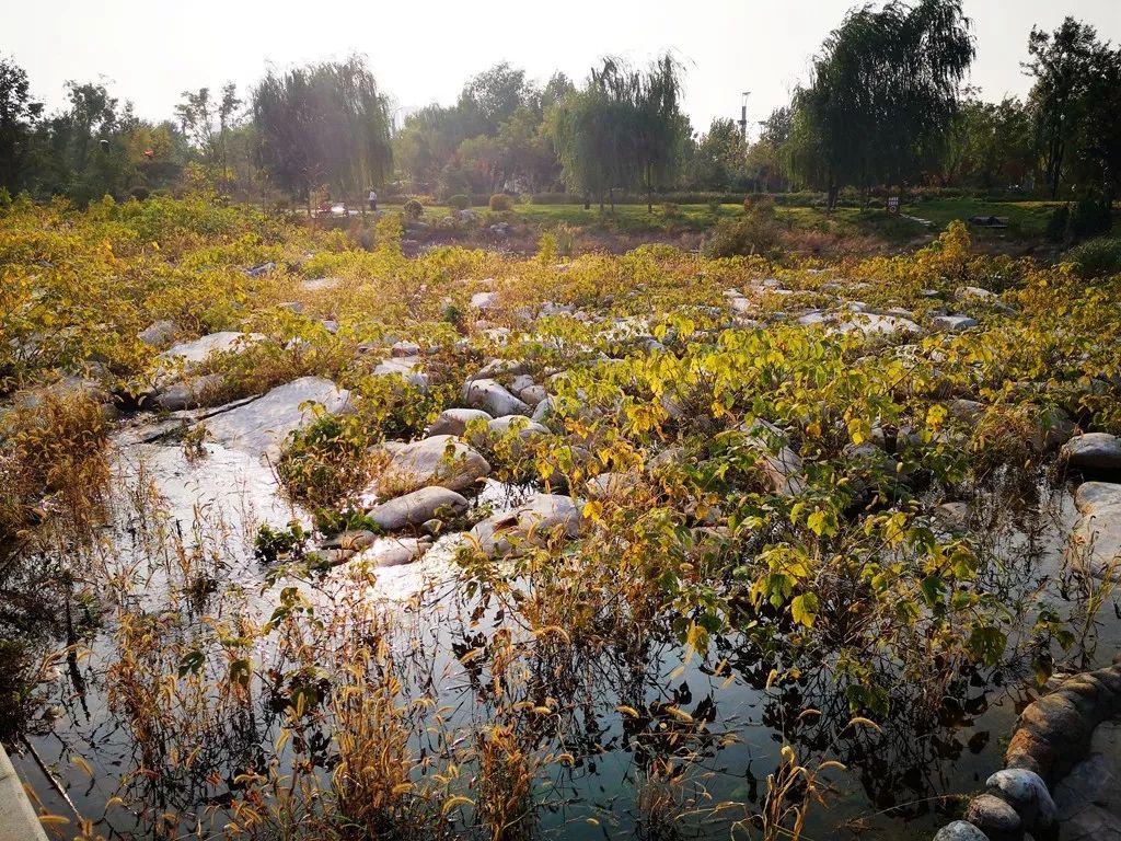 章丘东山公园:一半是流水 一半是火焰