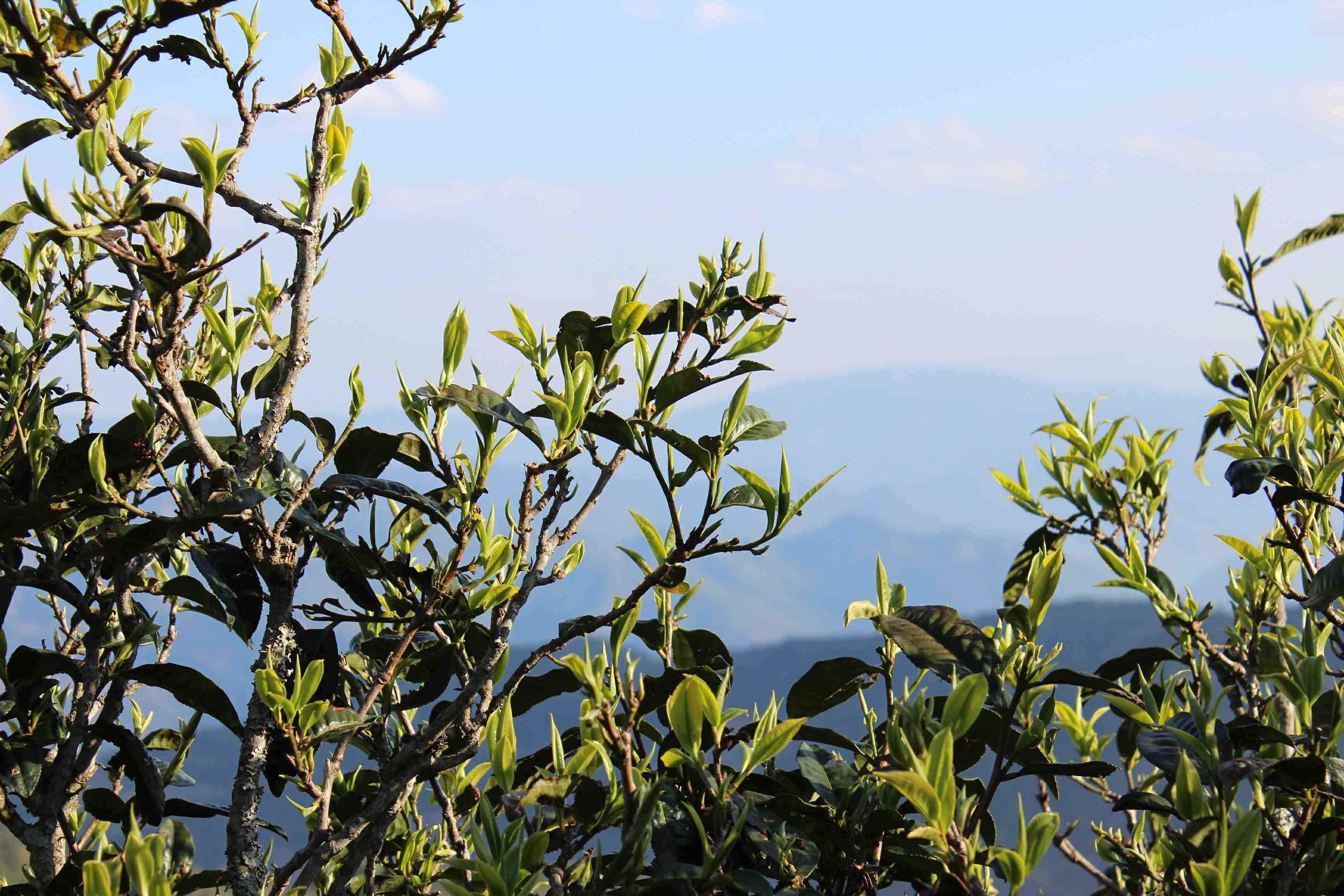 茶叶知识科普浅谈布朗山各村寨普洱茶特点