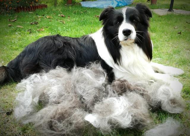 边境牧羊犬适不适合家养这六点来告诉你
