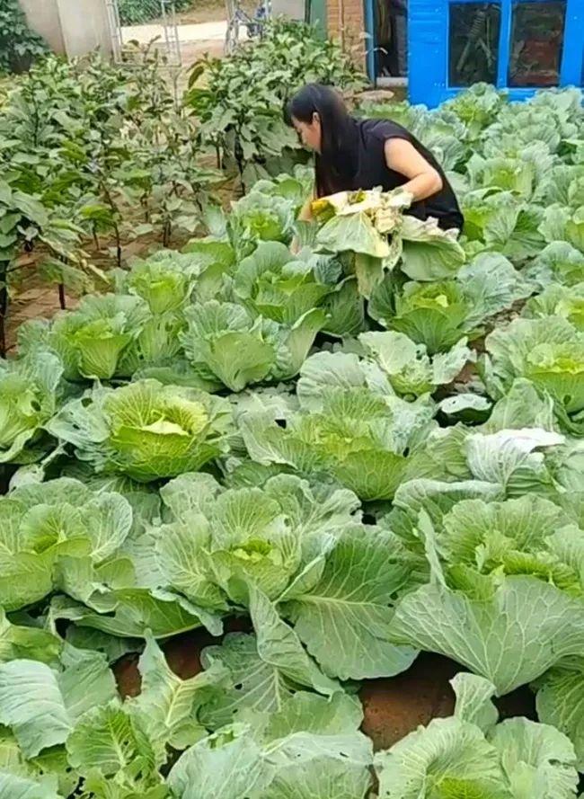 包菜越长越大,天天都要来清理一遍叶子,看看这场面,那叫一个壮观呐