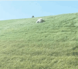 大金毛超爱花样滑草,后院儿的草地全被它承包了!