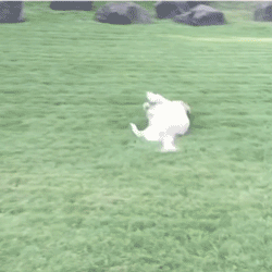 250_250gif 动态图 动图