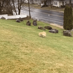 大金毛超爱花样滑草,后院儿的草地全被它承包了!