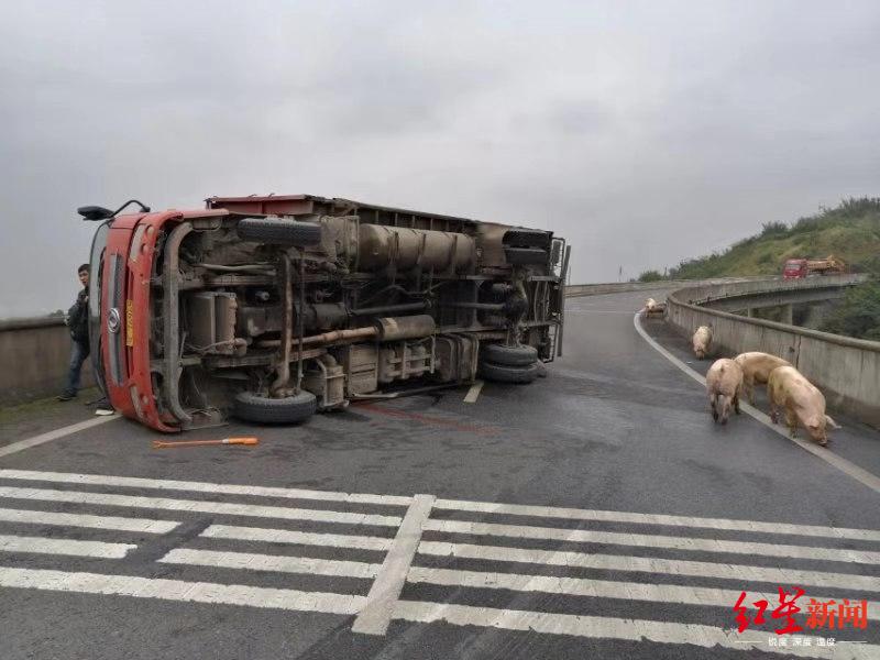 货车侧翻摔死15头猪,还有几十头猪在高速公路上散步