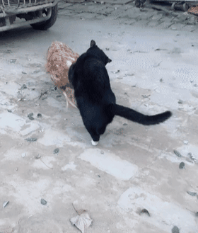 猫雄赳赳跑去跟鸡单挑,接下来的画面让人笑喷,猫:打不过,溜了