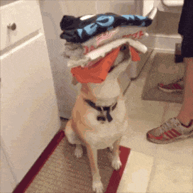 这就是传说中别人家的二狗子 (帮忙小能手)