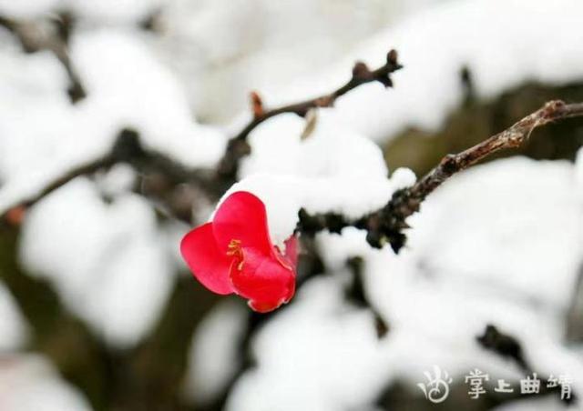 古城巷道里,部分梅花在雪中悄然绽放.雪与梅,怎别离.