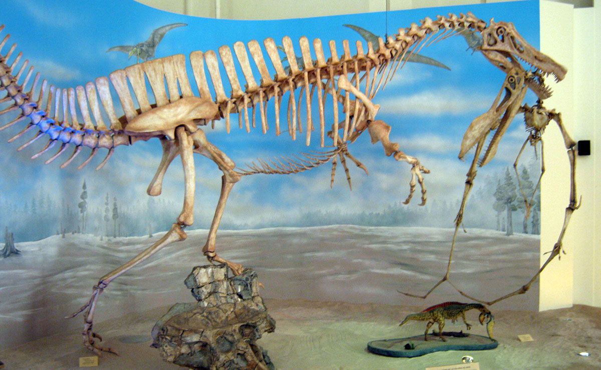 斑龙超科代表恐龙,棘龙,斑龙,重爪龙等