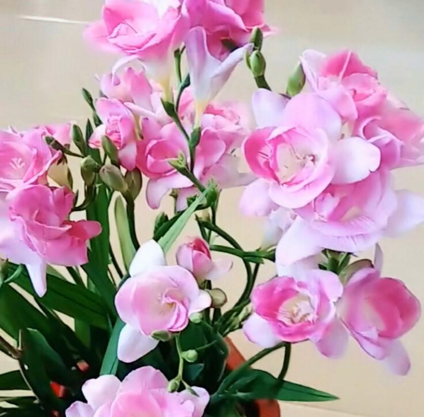 4种兰花,今年最流行,开花美的不要不要的!