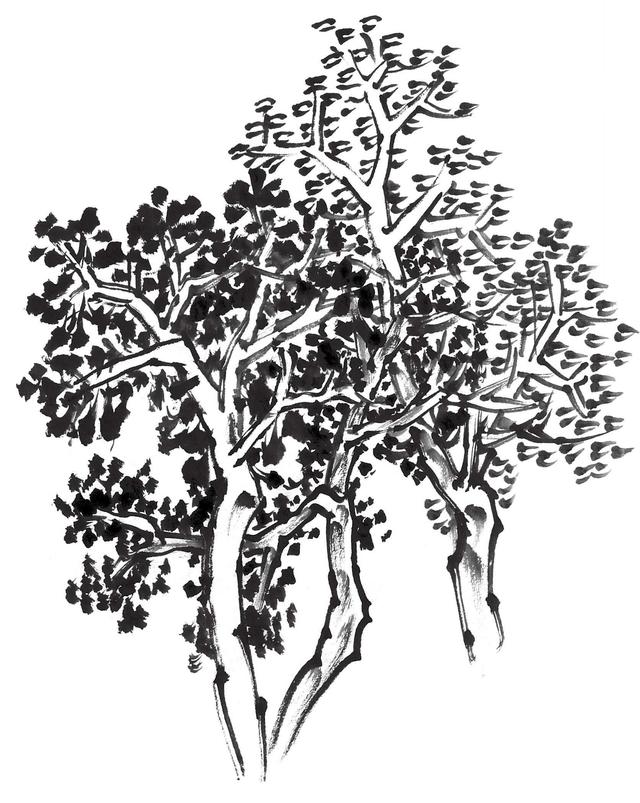 零基础国画教程:分步骤图解教你画丛树,学会这些,画丛树很简单