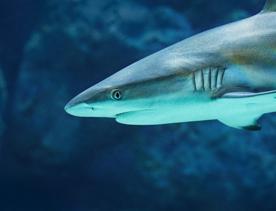 鲨鱼是没有鳃盖的,所以也就无法通过不断吞水来使水流经过鱼鳃.