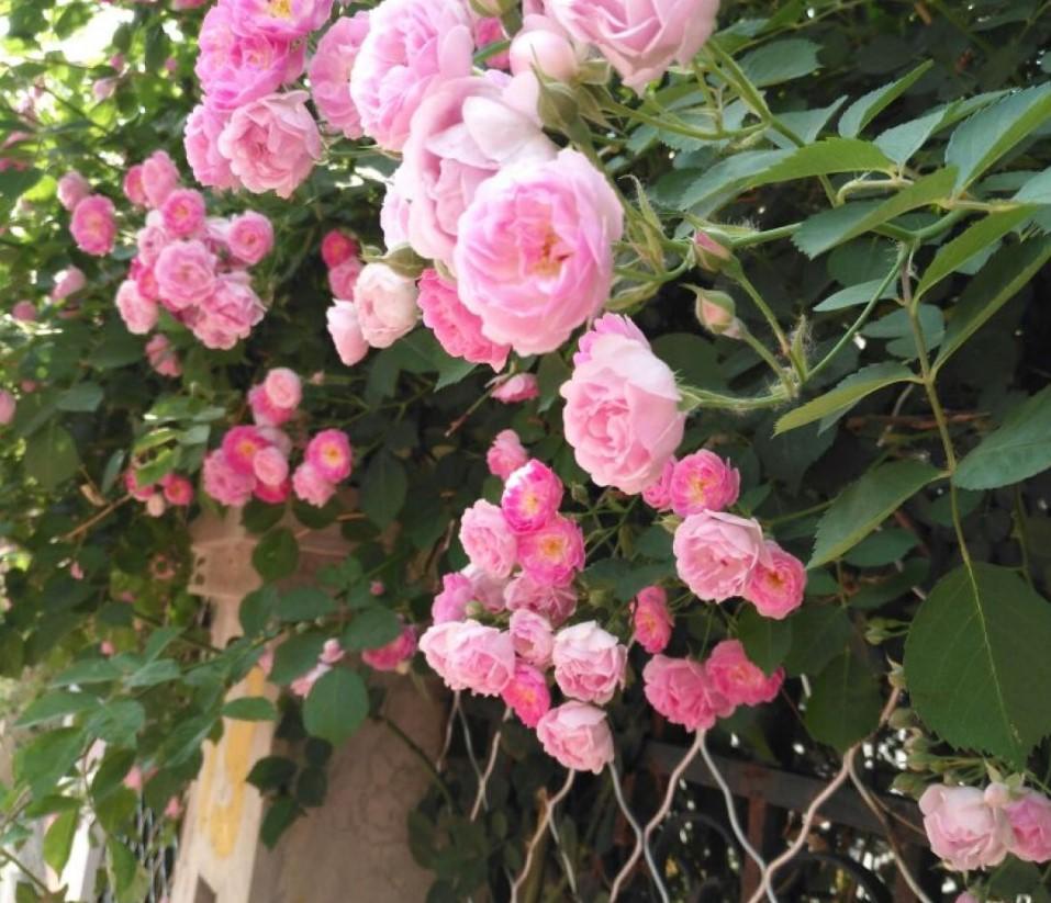 家里来盆蔷薇花,栽种院子里,能开成花墙!
