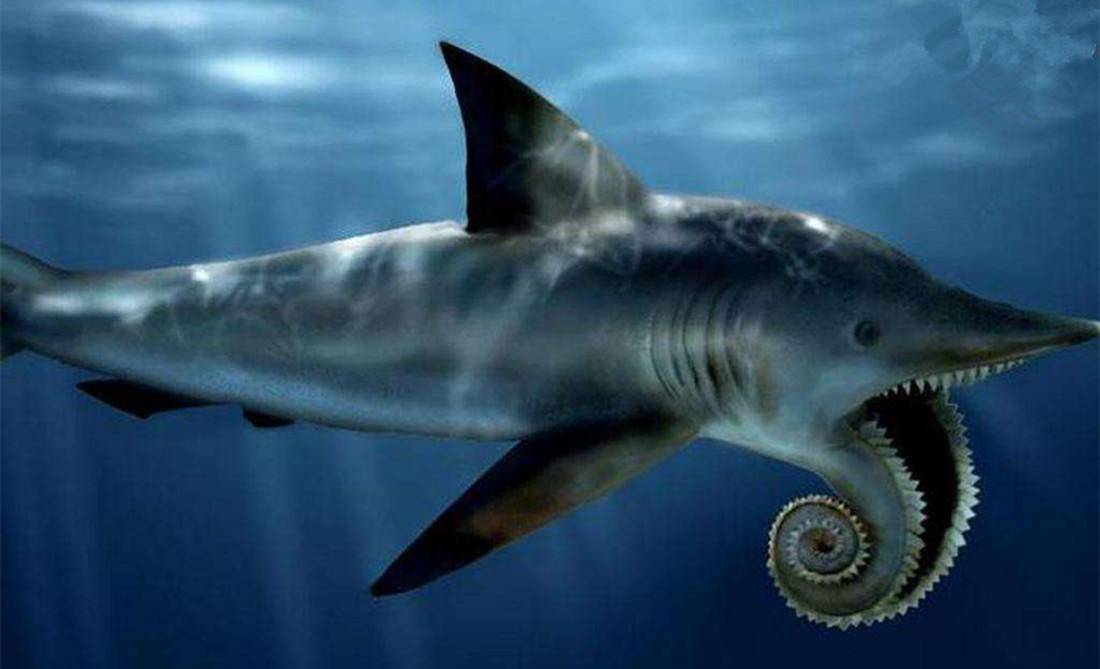 科学家发现的螺旋状牙齿,属于上古海怪吗?其实是鲨鱼界的妖孽!