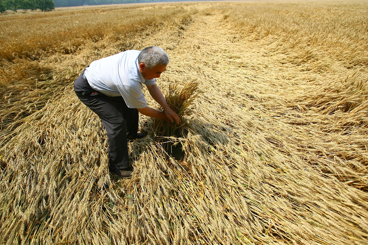 农民种植小麦有钱买种没钱买苗存在误区合理种植才抗倒伏