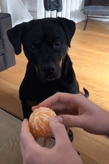 狗子看主人剥橘子,这口水都快淌成瀑布了:能不能快点