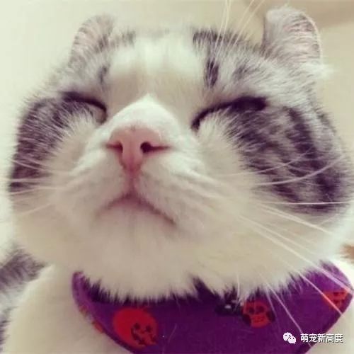 猫咪图片大全可爱头像