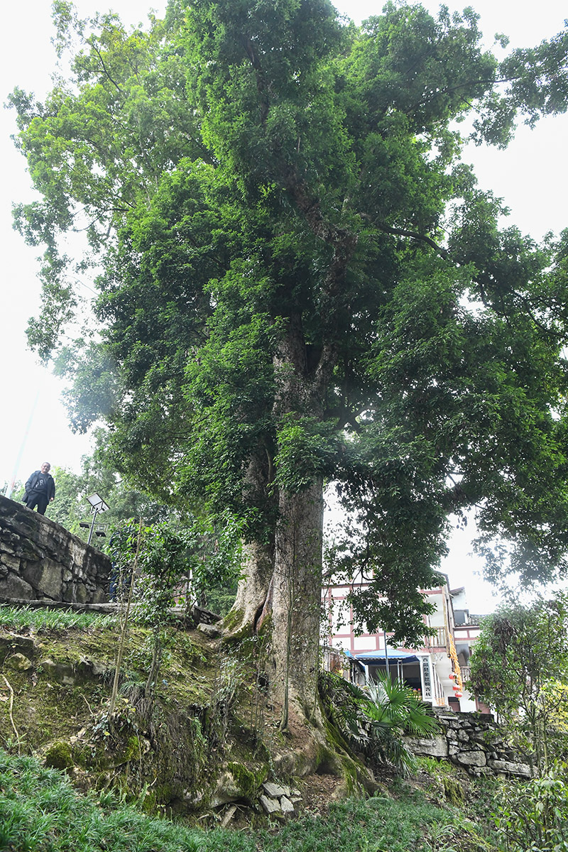 重庆酉阳有一个世界上最大的千年金丝楠木群,最大一棵