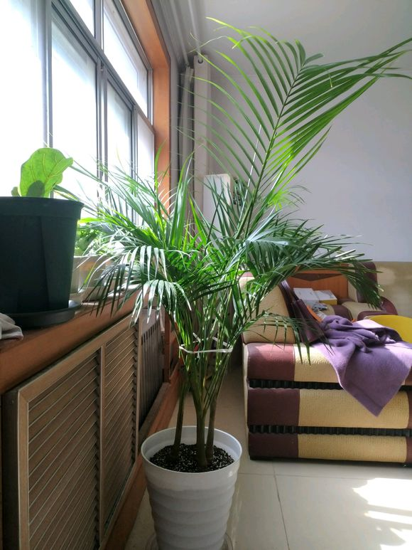雨林植物搬进家,降低室内"燥热感",养在客厅里,好看又