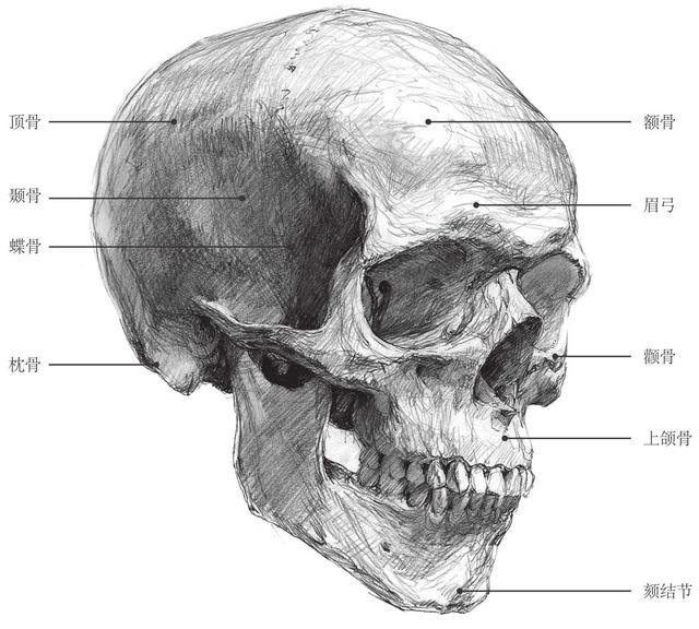 头骨由脑颅骨骼和面颅骨骼构成,额骨,顶骨,颞骨,枕骨等构成坚固的