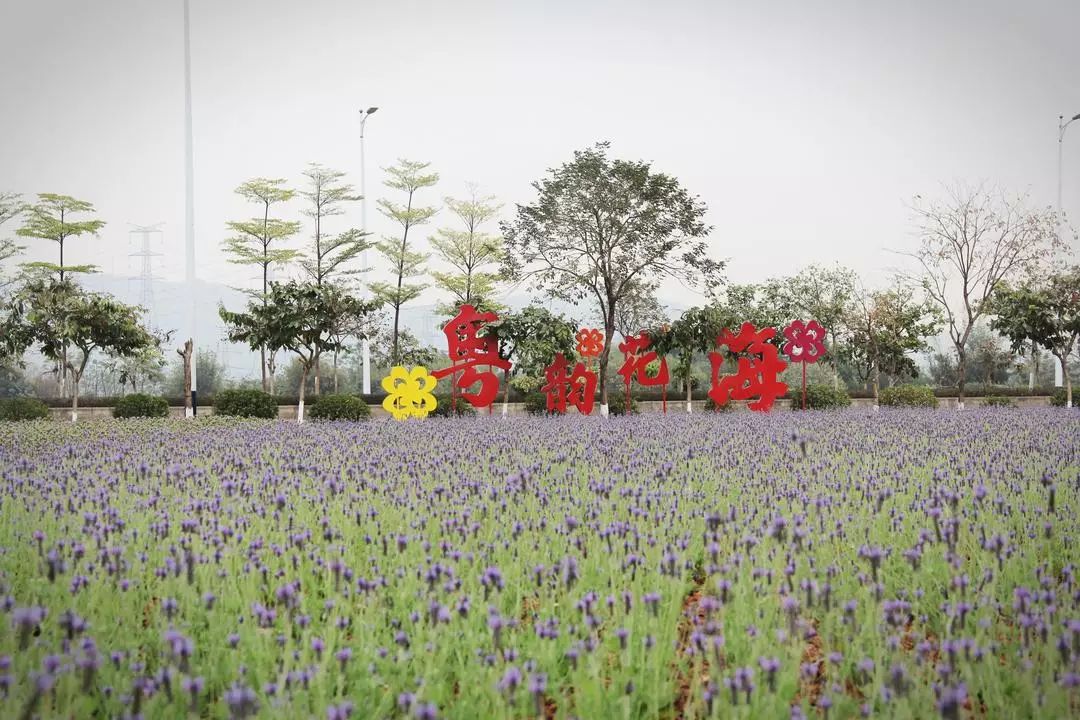 2020第一波高颜值花海上线!快约上亲朋好友一起走花路