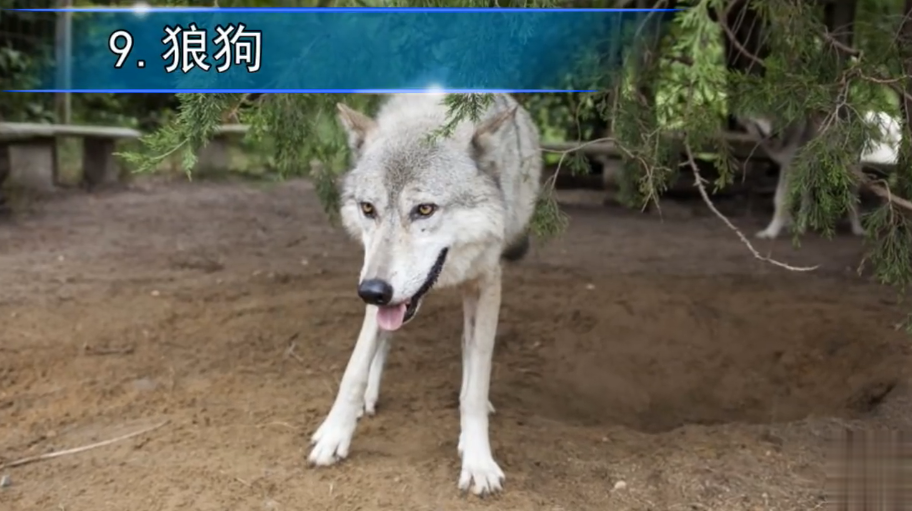 最致命的狗狗品种,全球禁养的战斗犬种!