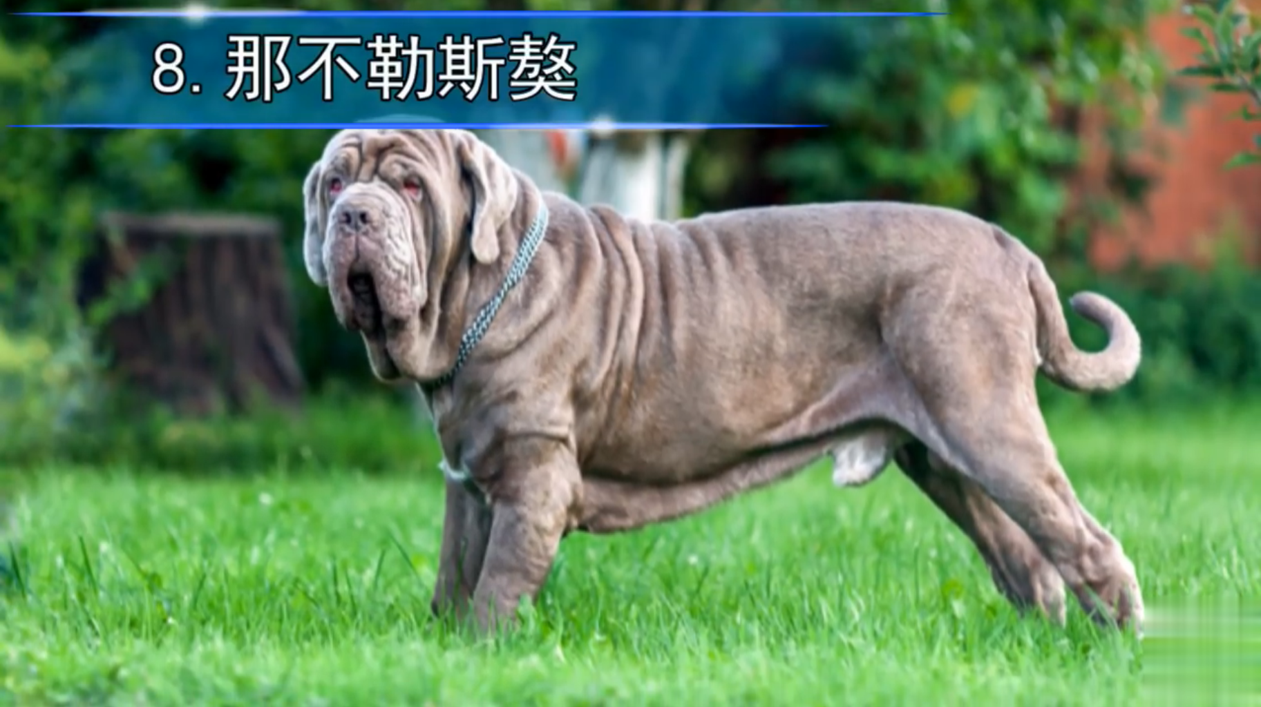 那不勒斯獒