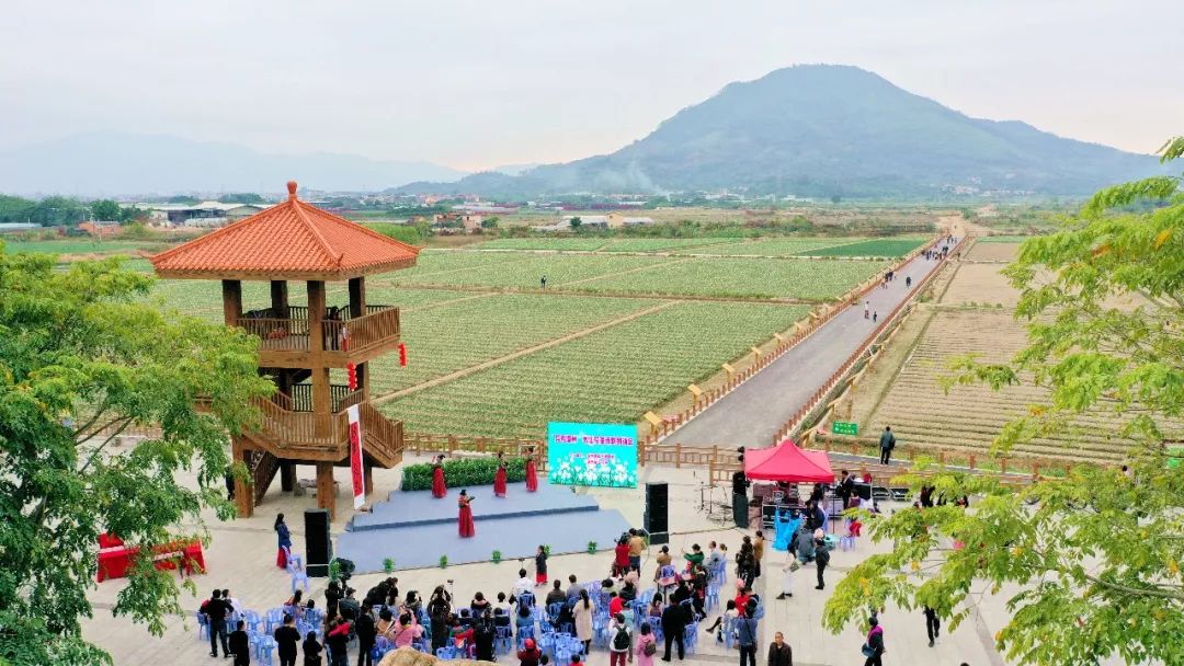 凌波贺岁春风芬芳漳州水仙花海诗歌朗诵会举行