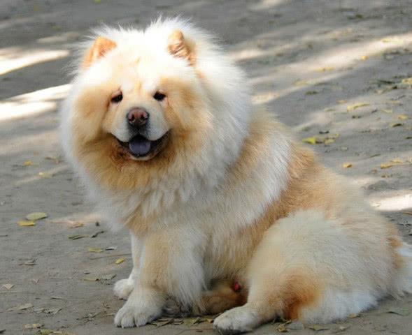 狗中大熊猫松狮犬有7个优点你想养一只吗