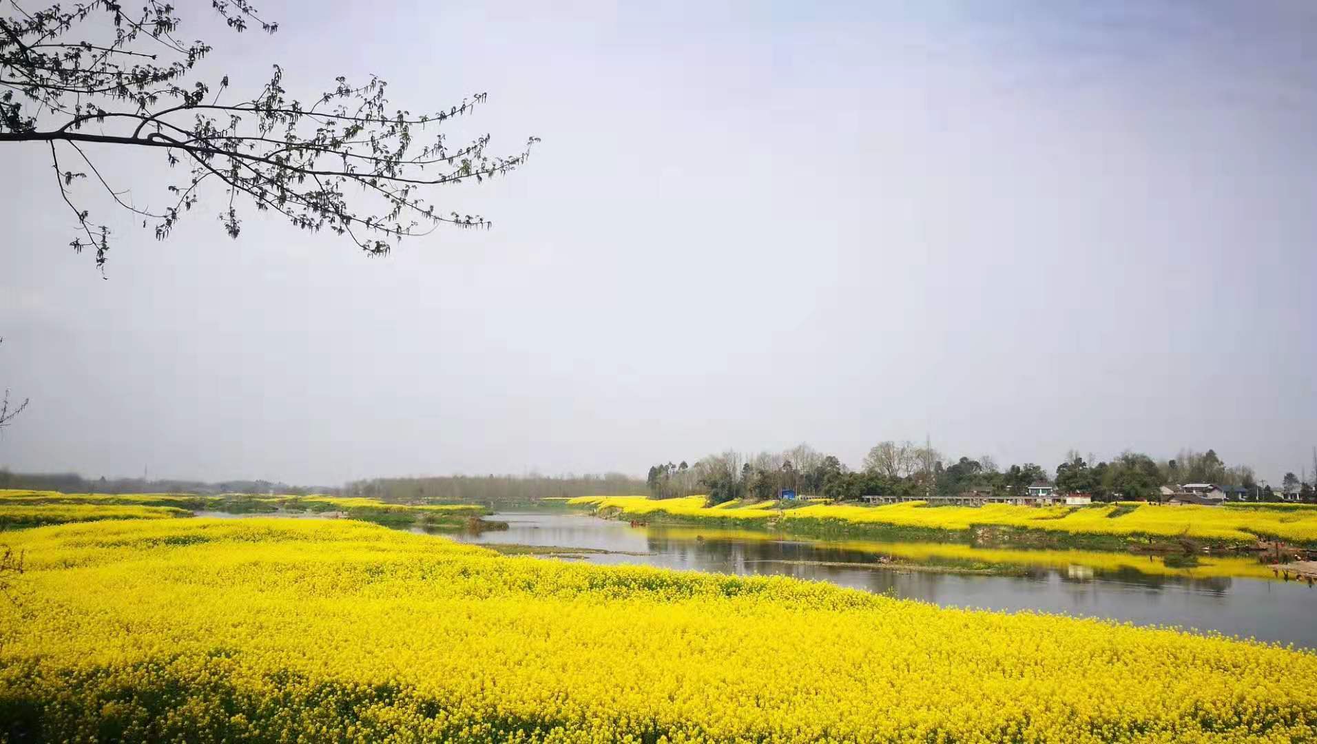 不再局限于公路式的油菜花,成都人首选这个最in小江南