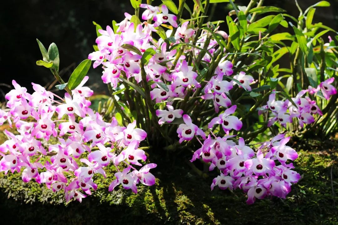在石缝里的美丽花朵,大山里的珍宝 一团团一簇簇白里透紫的金钗石斛花