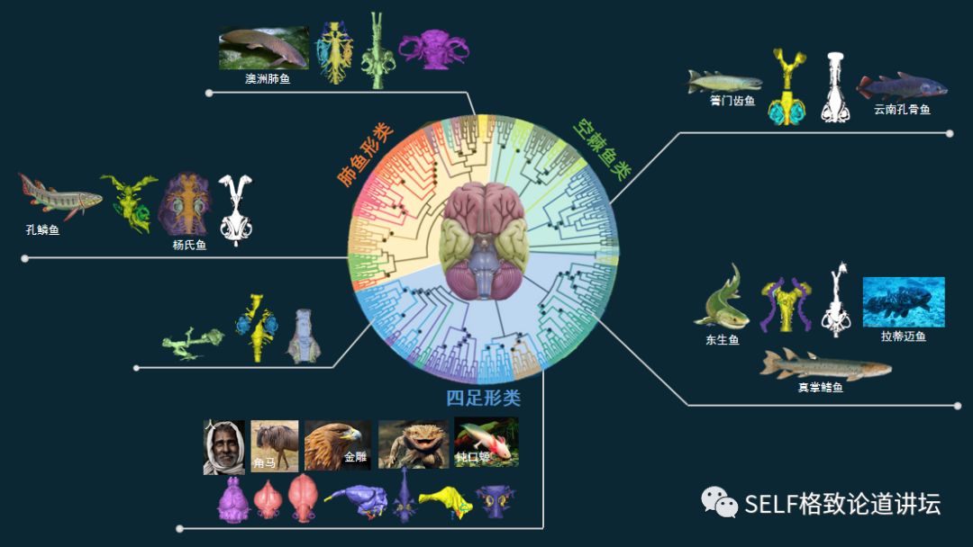 通过研究四亿年前的鱼脑,我们揭开人类进化的谜底