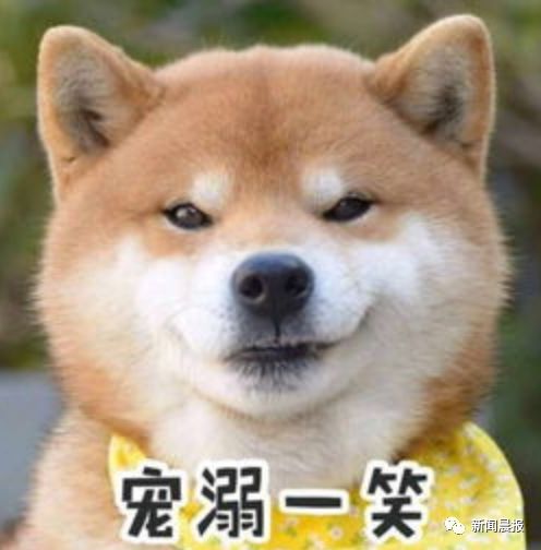 微信新增10款表情包,这只旺柴霸屏!网友:终于等到你!