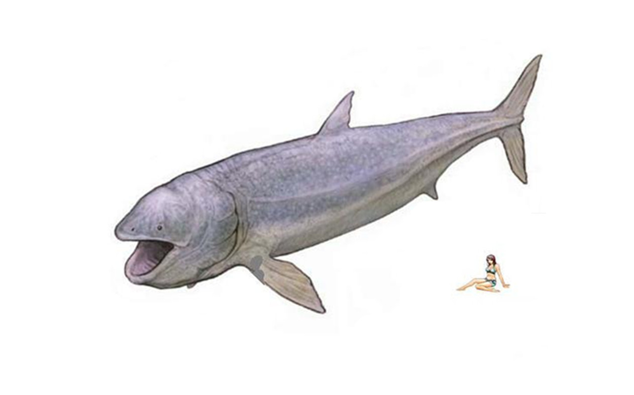 侏罗纪大鱼长着巨嘴,却是海中吸尘器