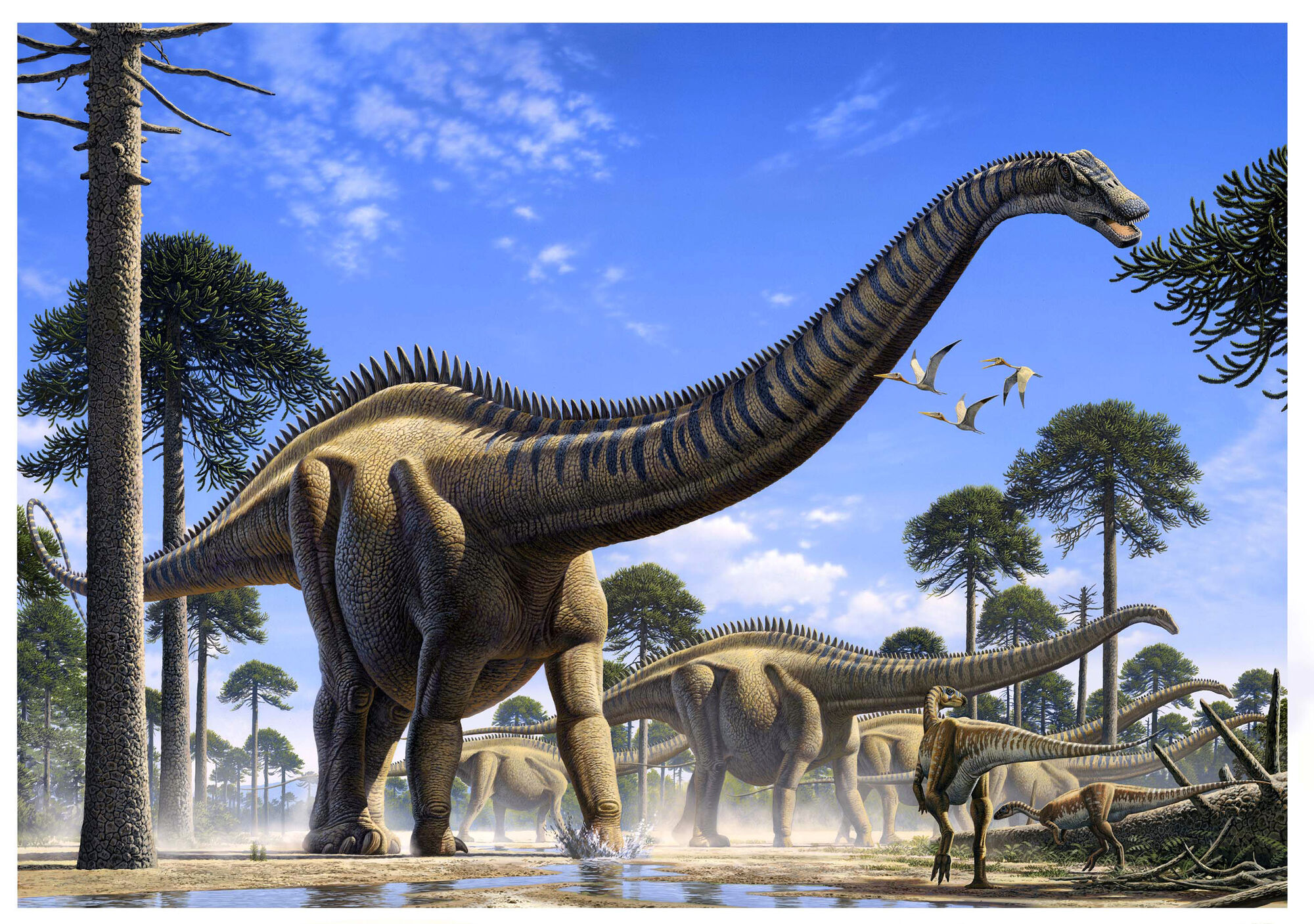 图注:中加马门溪龙的复原图,rax绘制 说起脖子最长的恐龙,中加马门溪
