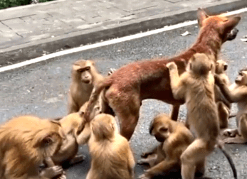 流浪狗误入景区,被一群猴子纠缠住:像极了被促销员拉住的我
