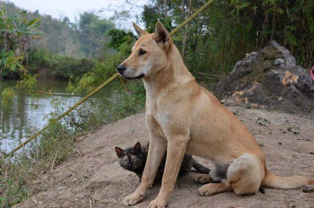 在中国人心里,有一种情怀叫做"中华田园犬"