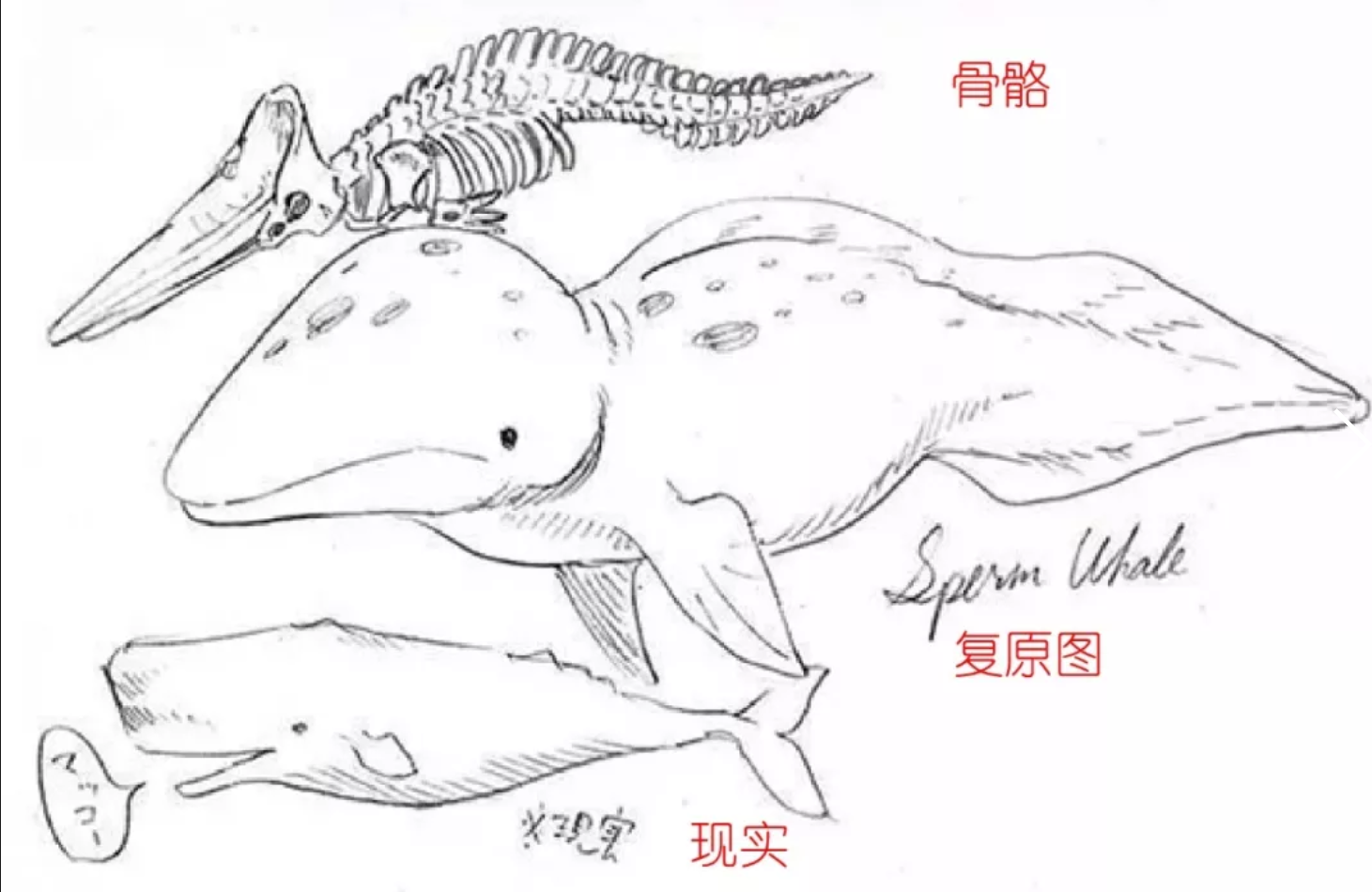 河马的头骨由于发达的牙齿,很容易被人认为是凶兽.