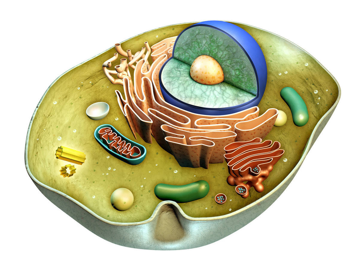 真核细胞(eukaryotic cells)是掠夺成功的典型例子.