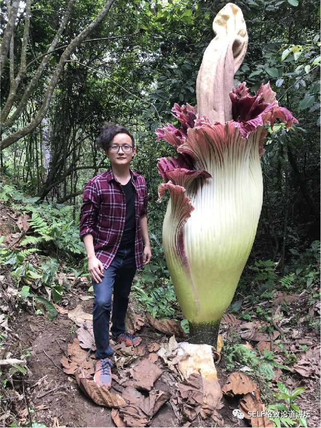 疣柄魔芋 这个是真正的尸香魔芋,它的花最大的有3.