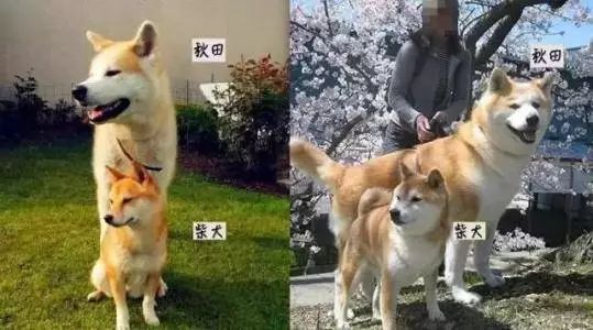 柴犬和秋田,真的不是同一个品种!