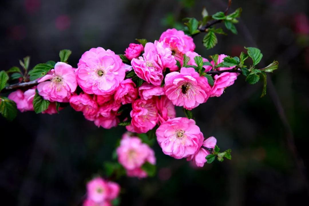 伊犁的春天 鲜花盛开