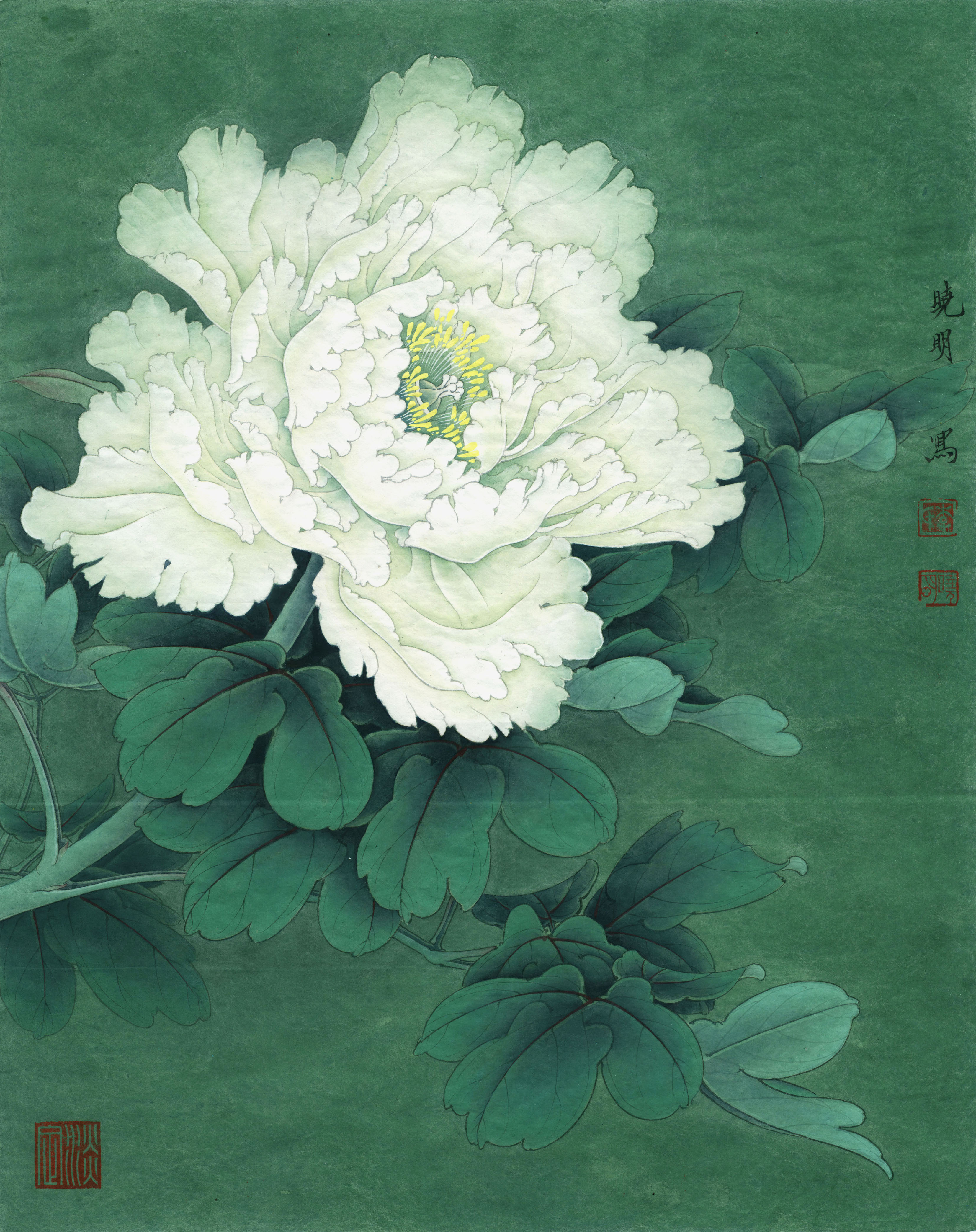 唯有牡丹真国色,花开时节动京城.《白牡丹》绘制步骤