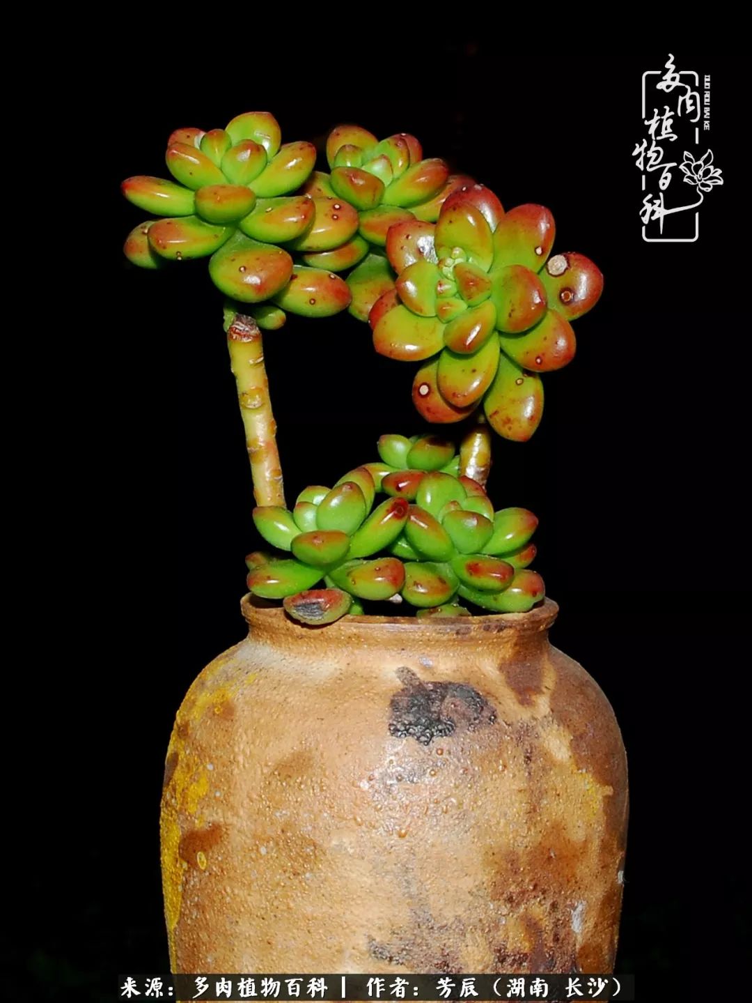 ========本篇文章经作者自发投稿并独家授权"多肉植物
