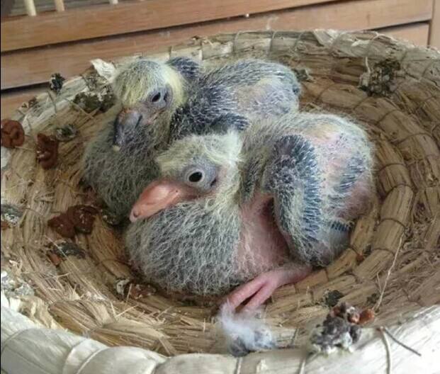 鸽乳分泌不足幼鸽怎么办?