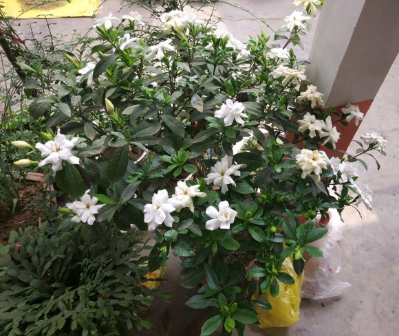 栀子花养护3个误区,新手最容易犯,赶紧改掉!