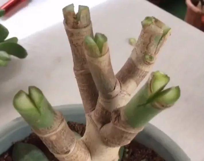 长寿花半年养成"长寿树,长成1米9大高个,真气派!