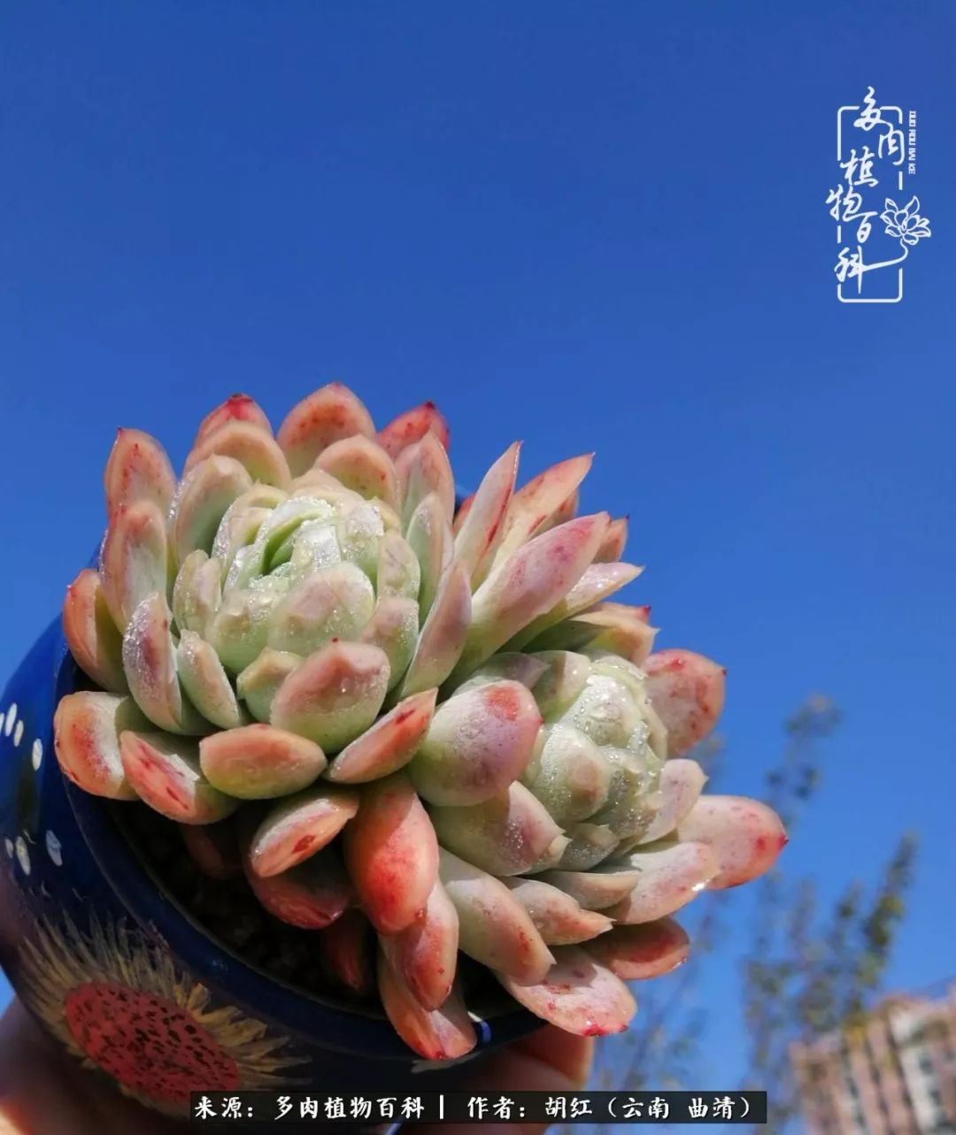 干净,纯粹,没有一丝杂质的超豪华蓝色背景墙,映衬冰梅更美.