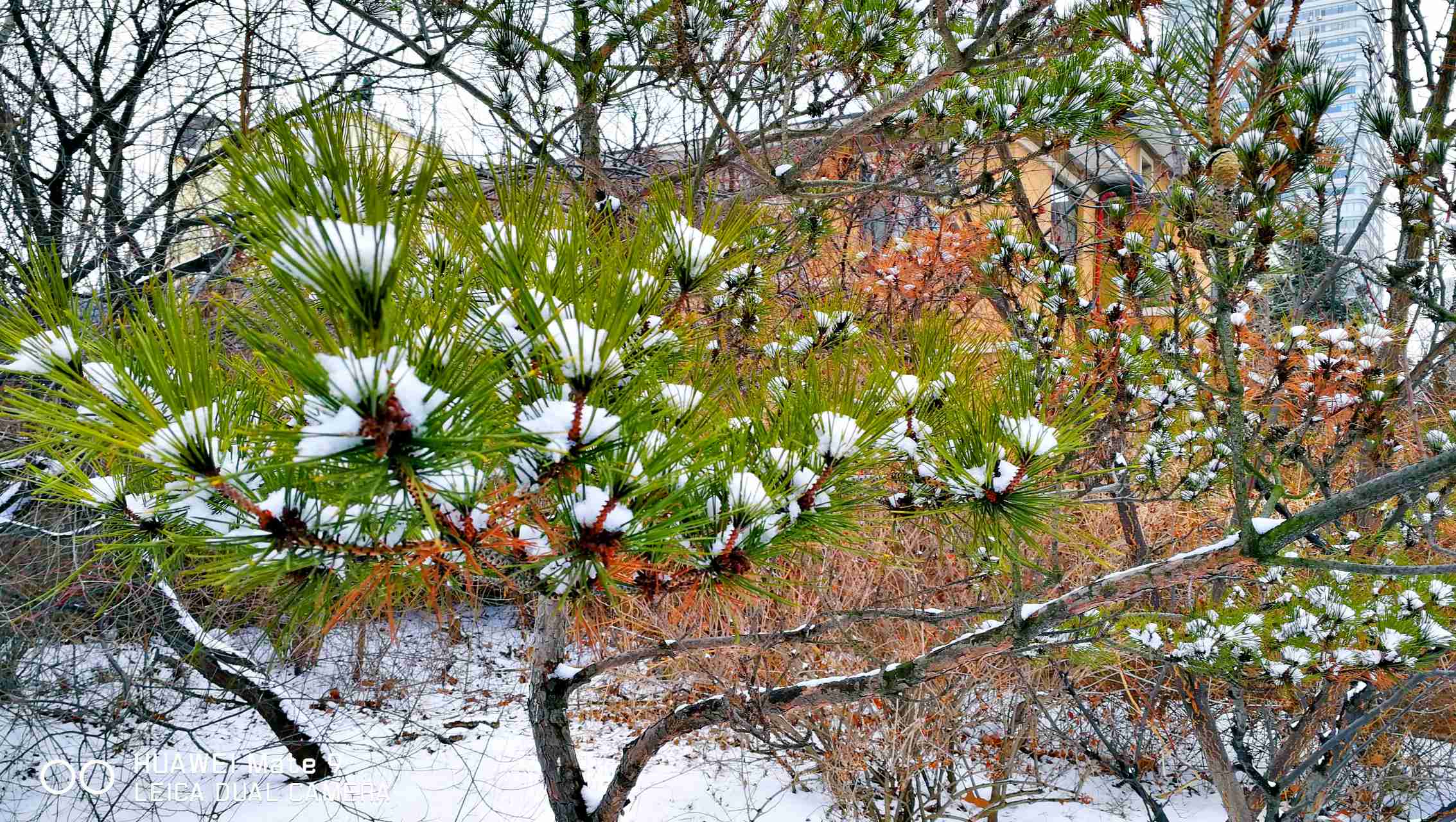 小雪恋劲松