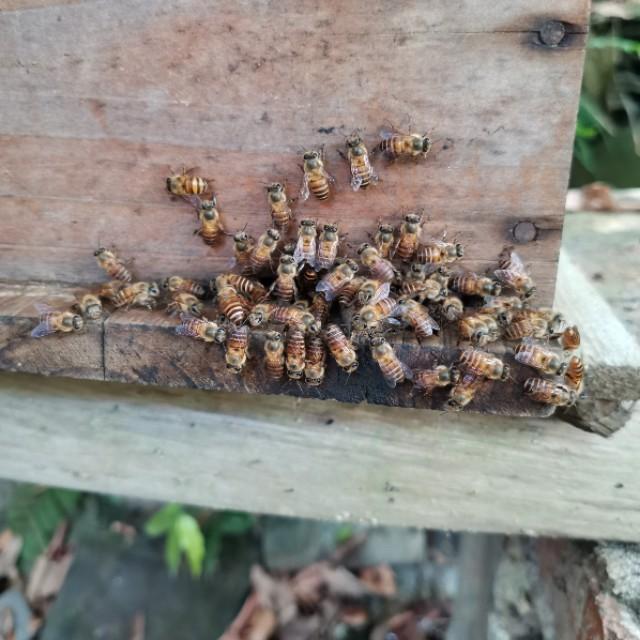 有什么办法可以快速判断工蜂的蜂龄?专家:记住这些重点一目了然